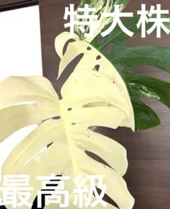 2025年最新】斑入りモンステラ ホワイトタイガーの人気アイテム - メルカリ