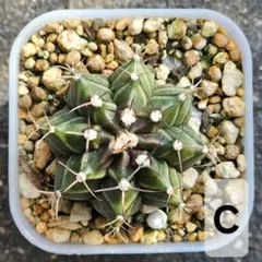 しんちゃん様 リクエスト 4点 まとめ商品