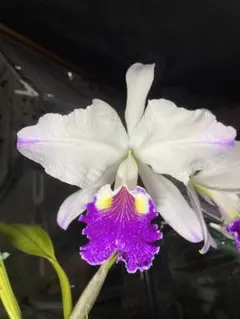 セイデンファデニア ミトラタ 3種 セット 洋蘭 Sei 洋ラン 観葉植物