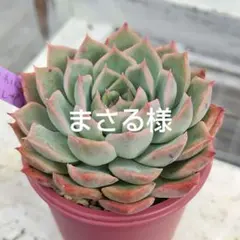 まさる様 リクエスト 2点 まとめ商品