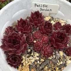 ぷくぷく様 リクエスト 2点 まとめ商品