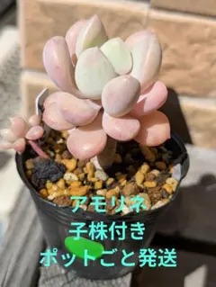 ❇値下げ青札❖そわそわxラウリンゼおらいさん【葉挿し2苗(2頭)】☆同