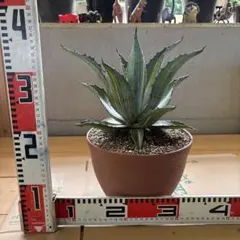 3日間限定2苗セット アガベ 珍種 \"那智の輝き\"\"華厳\"親株 2025年最新】那智の輝きの人気アイテム - メルカリ