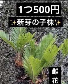 蘇轍 ソテツ 未発根 子株3個セット - メルカリ