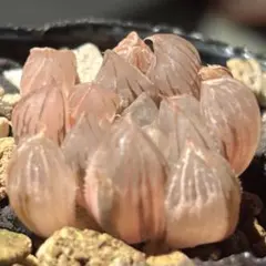 ニ*ケ様 多肉植物 ハオルチア 琥珀オブツーサ錦 鮮明錦 - メルカリ