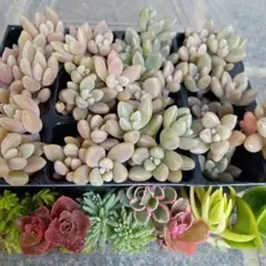姫秀麗　カット苗30本とおまけのセダムのサムネイル