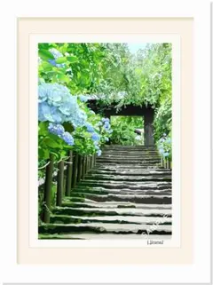 あじさい寺（明月院）【Ａ４サイズ】