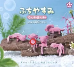 【即購入OK】ふちやすみ ウーパールーパー 2体セット