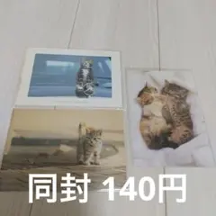 子猫 ポストカード 3枚セット