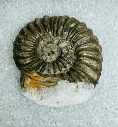 アンモナイト化石 約5.8キロ　北海道産　白亜紀太古の遺物　恐竜時代 白亜紀 紀元前 太古の遺物 北海道産アンモナイト化石 重量5キロ - メルカリ