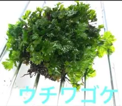 うどんさん様 リクエスト 2点 まとめ商品