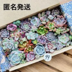 99 多肉植物　多肉弁当　詰め合わせ　寄せ植え　セット　カット苗　韓国苗　セダム