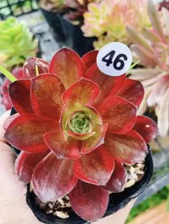 多肉植物アエオニウム錦 ❤️魅金のバラ ❤️ 多肉植物 アエオニウム 魅金バラ 20頭以上 超大 美苗 抜き苗 古株