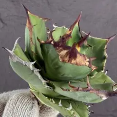 2026年最新】白犀の人気アイテム - メルカリ