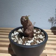 オペルクリカリア パキプス 塊根植物 コーデックスのサムネイル