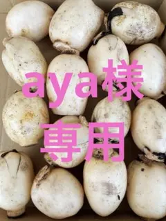 aya様専用