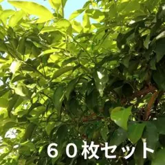 【60枚】柚子の葉のサムネイル