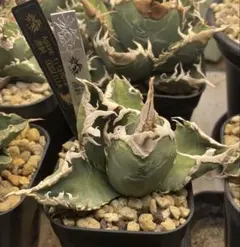 FK PLANTS 鰐亀 発根活着済み - メルカリ