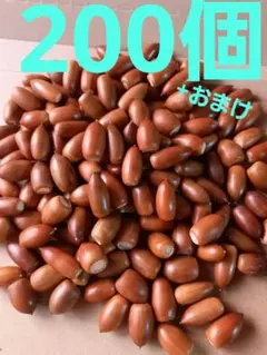 どんぐり　マテバシイ　200個+おまけ
