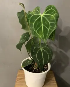 2025年最新】アンスリウム クラリネルビウムの人気アイテム - メルカリ