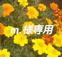 キャラクターカード☆m.様専用