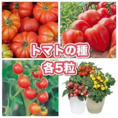 いち【プロフィール必読】様 リクエスト 2点 まとめ商品