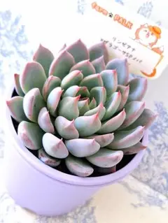 【SIMIJIMIさん苗】中里リンゼアナ×ザラゴーサspノバ【札付き】 SIMIJIMIさん苗】中里リンゼアナ×ザラゴーサspノバ【札付き】