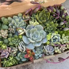多肉植物セット エケベリア・セダム多肉弁当