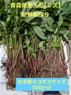 青森県産天然[ミズ]　お手軽ネコポスサイズ　500g+αのサムネイル