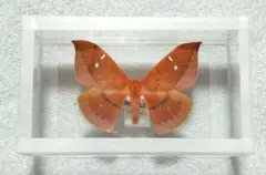蛾標本　小型トガリヤママユ　♀　ベトナムのサムネイル