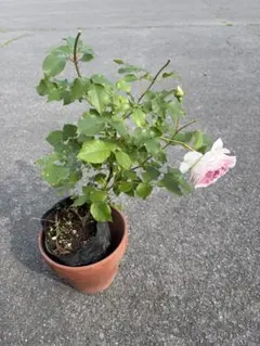 薔薇 ピエールドゥロンサールと季節の花の切り花 生花 60センチサイズ