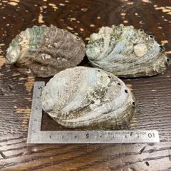 アワビの貝殻 3個セット 天然素材 シェル アクセサリー