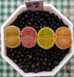 ぴのっち様 リクエスト 2点 まとめ商品