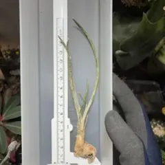 karihirominn様 リクエスト 2点 まとめ商品