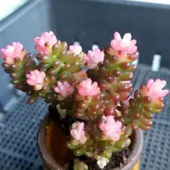【新春錦Sale】レッドベリー錦２苗②★抜き苗★セダム★多肉★多肉植物★寄せ植え