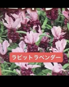 ラビットラベンダー　ラベンダー　苗　ピンク　抜き苗　【苗と土、約３号ポット分】