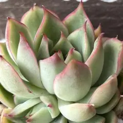 バイオレットクィーン 抜き苗 エケベリア 多肉植物 - メルカリ