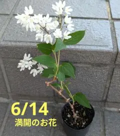 A 八重咲きカシワバアジサイ 柏葉紫陽花 スノーフレーク抜き苗1本