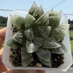 2025年最新】白帝城 ハオルチアの人気アイテム - メルカリ