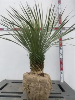 isaoooooo!様 リクエスト 2点 まとめ商品