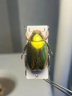 属内最大種】クビワオオツノハナムグリ カナブン ゴライアスオオツノ