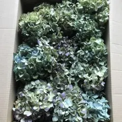 紫陽花ドライフラワーY9 120サイズ 北海道産 紫陽花ドライフラワー B4 90サイズ 北海道産あと数箱で販売終了 - メルカリ
