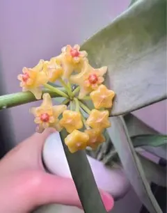 セール レア 珍種 ホヤ Hoya Icensis splash サクララン② - メルカリ