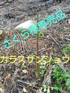 2026年最新】カラスザンショウの苗の人気アイテム - メルカリ