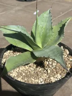 2026年最新】アガベオバティフォリアの人気アイテム - メルカリ