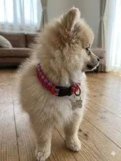 ハンドメイド 犬の首輪（パラコード）