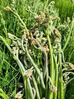 4/23(水)朝採り天然わらび500g &たらの芽5個の山菜セット本日発送！のサムネイル