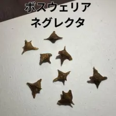 2026種子10粒 ボスウェリア・オクルタ Boswellia occulta - メルカリ