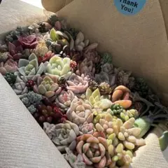 多肉カット苗詰め合わせ ⑥ 多肉弁当 ちまちま寄せ