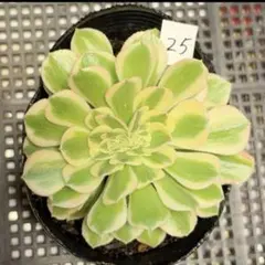 52#多肉植物アエオニウム錦❤️ 海仙❤️1大頭 11cm拨き苗 - メルカリ